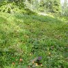 vestre sorken 051